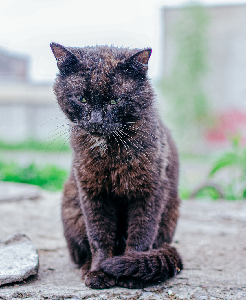 Бродячий кот 