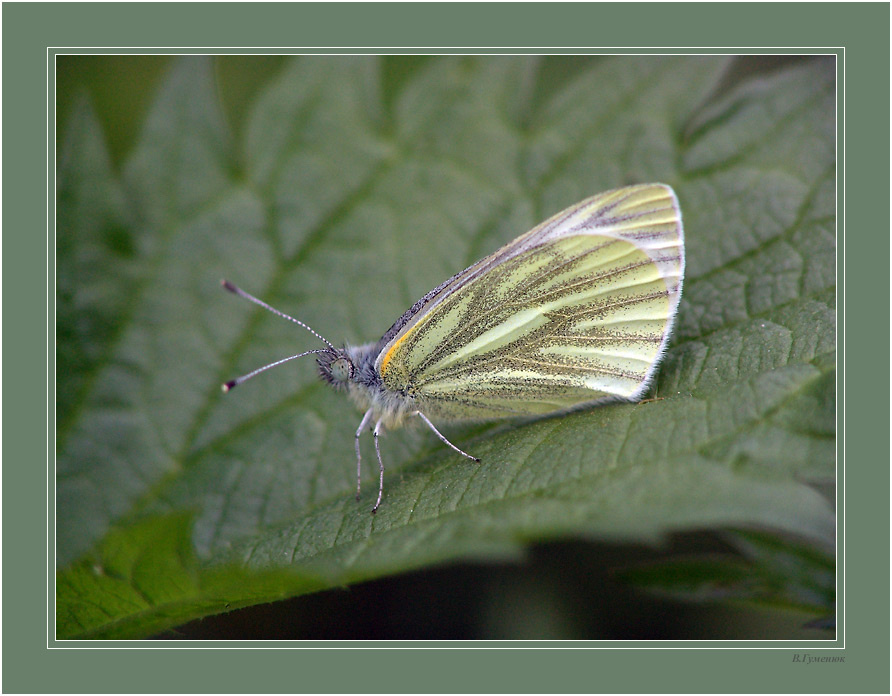 Брюквенница Бабочка Брюквенница Pieris napi