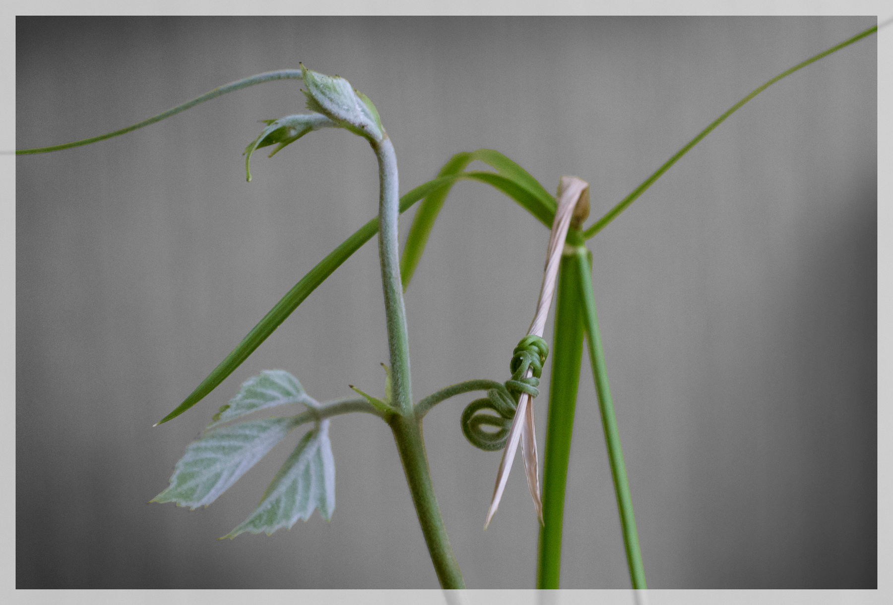 True bond... (О связях...) растения связи зеленое plant green bond special