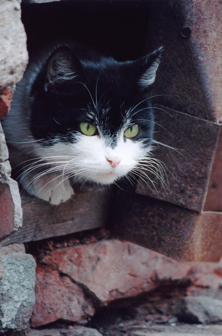 *** зеленые глаза кошки коты