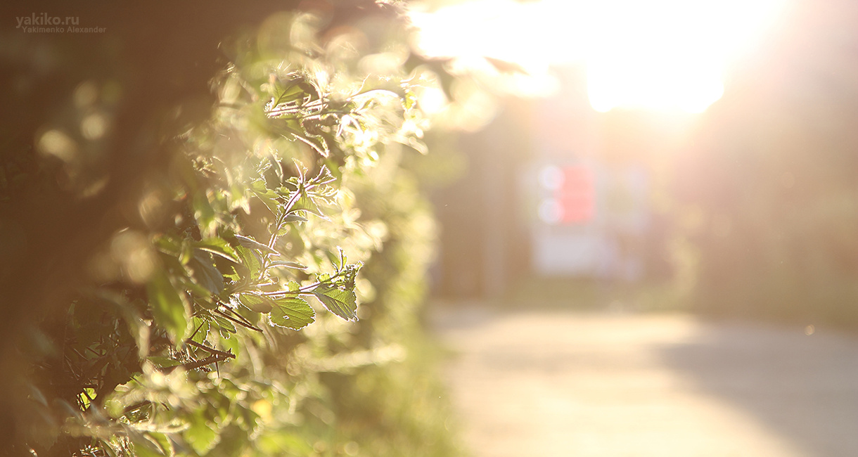 Sunny morning Sunny morning