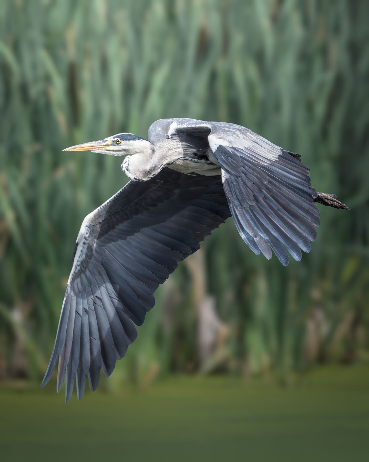 Серая цапля (Ardea cinerea) 