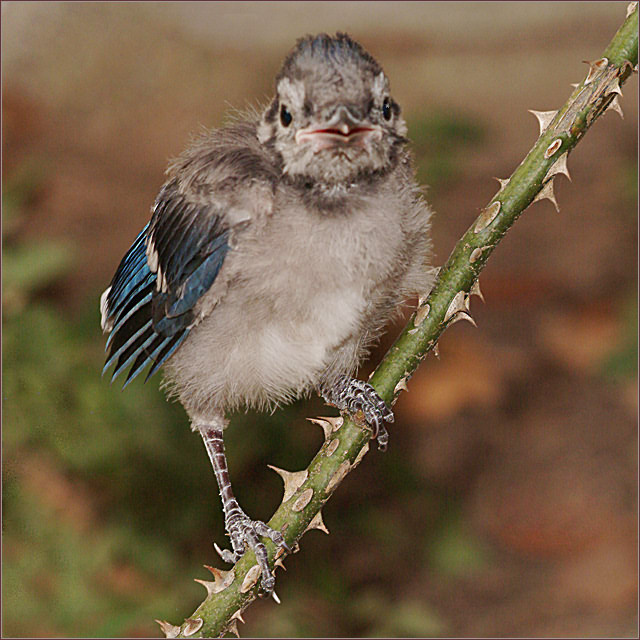 Когда я вырасту, я точно буду голубым Синяя птица Blue Jay