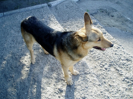 Пограничник собака