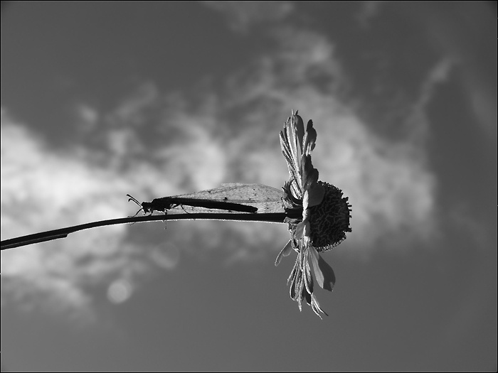 Insect 