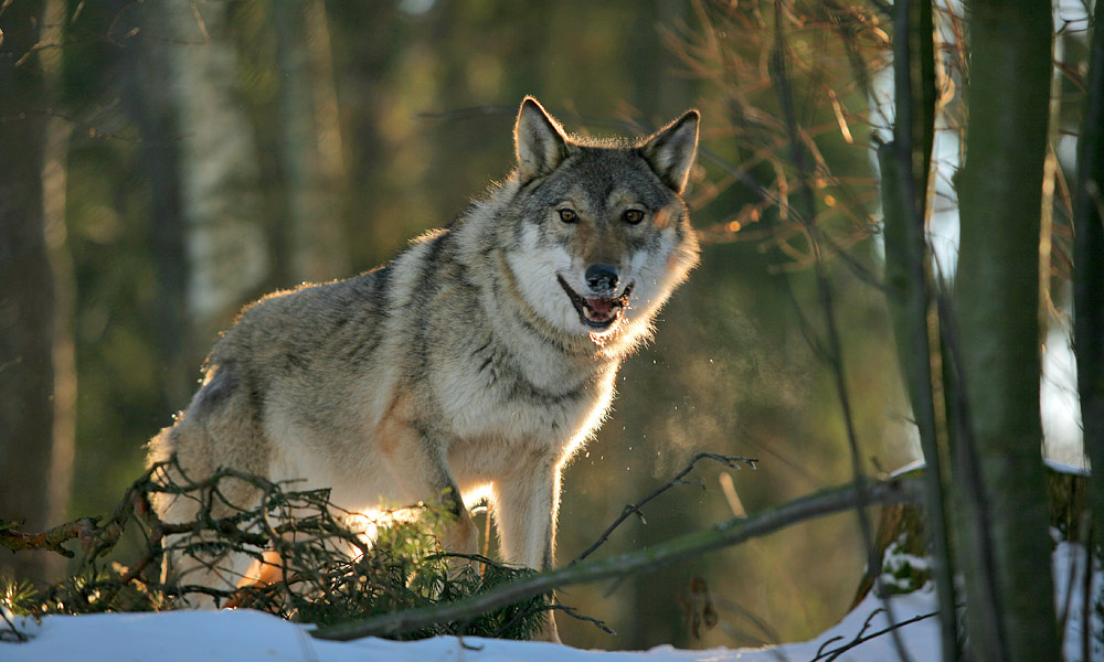 Good morning! (из серии \"Волки\") wolf волк