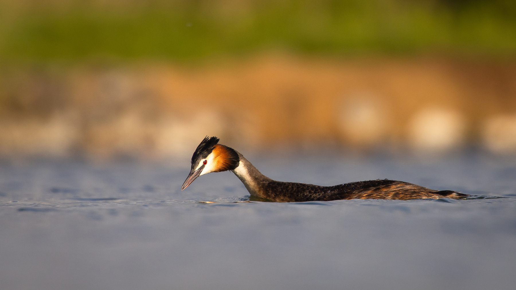 Great crested grebe 