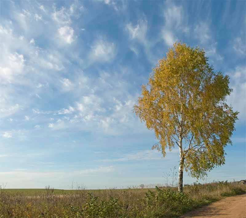 по дороге на огород 