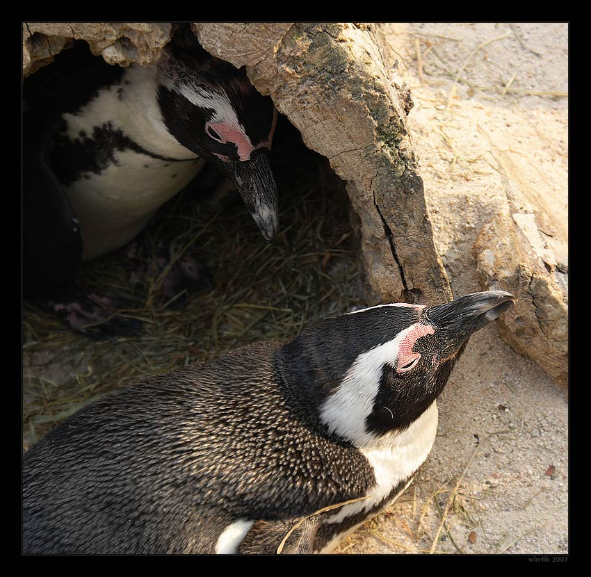 --- пингвин penguin