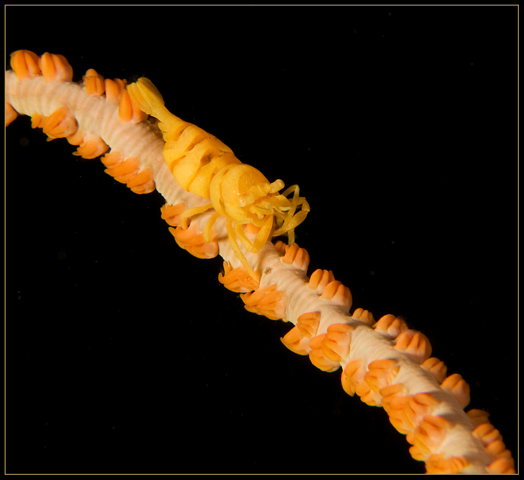 Coral Shrimp Индонезия, макро, дайвинг