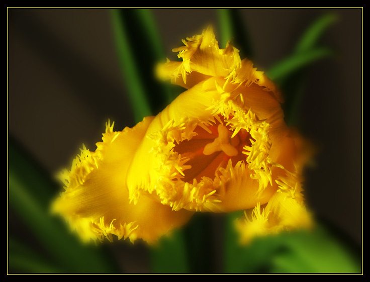Dutch tulip банальщина:)
