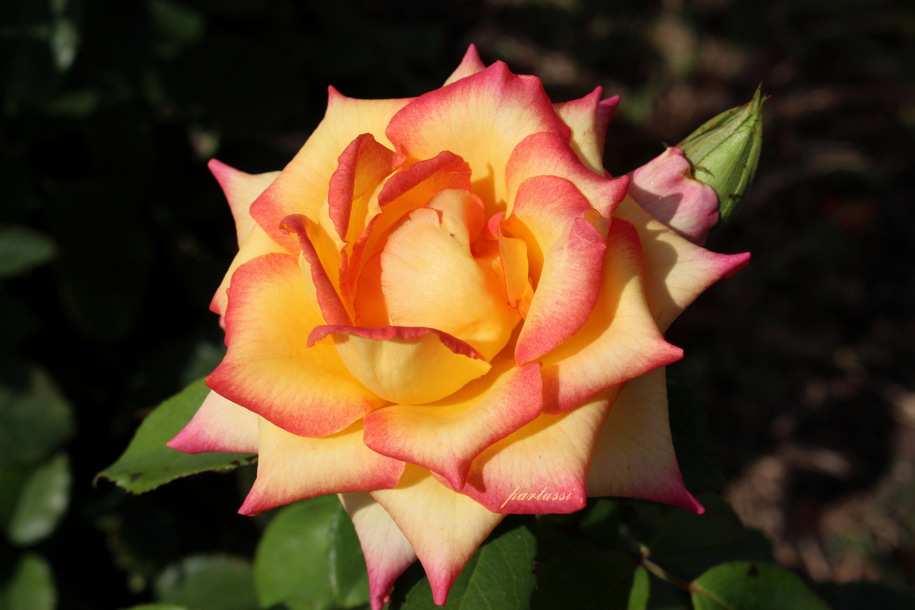 roze2осень 2022 роза розы цветы природа roze
