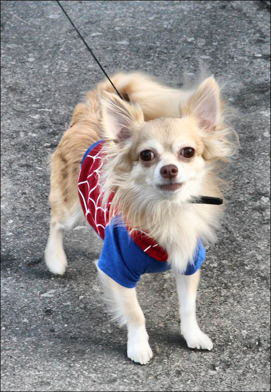 SpiderDog 