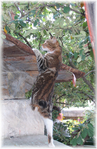 А там у вас что? кот