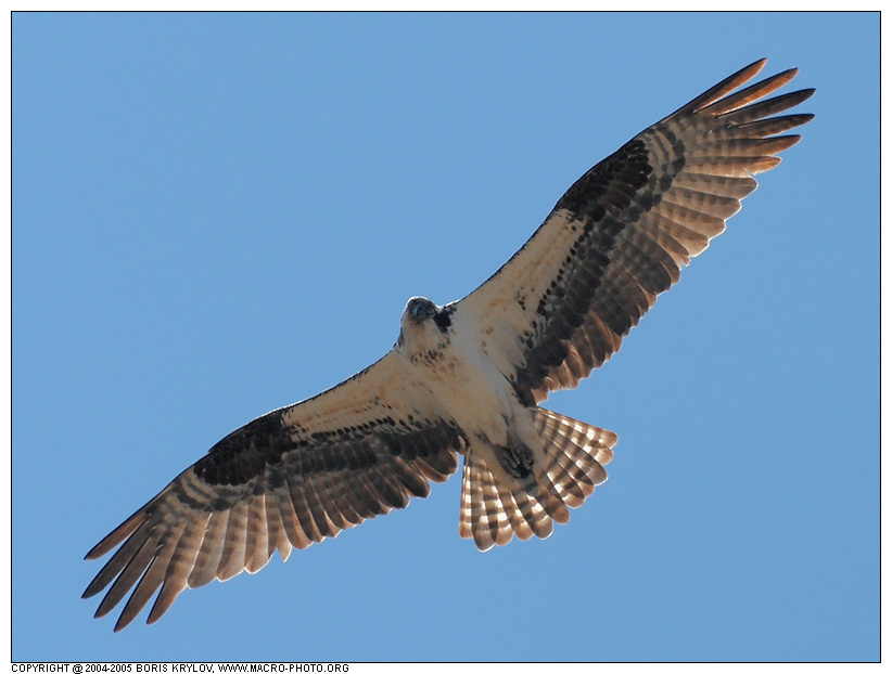Любопытная скопа скопа osprey речной орел