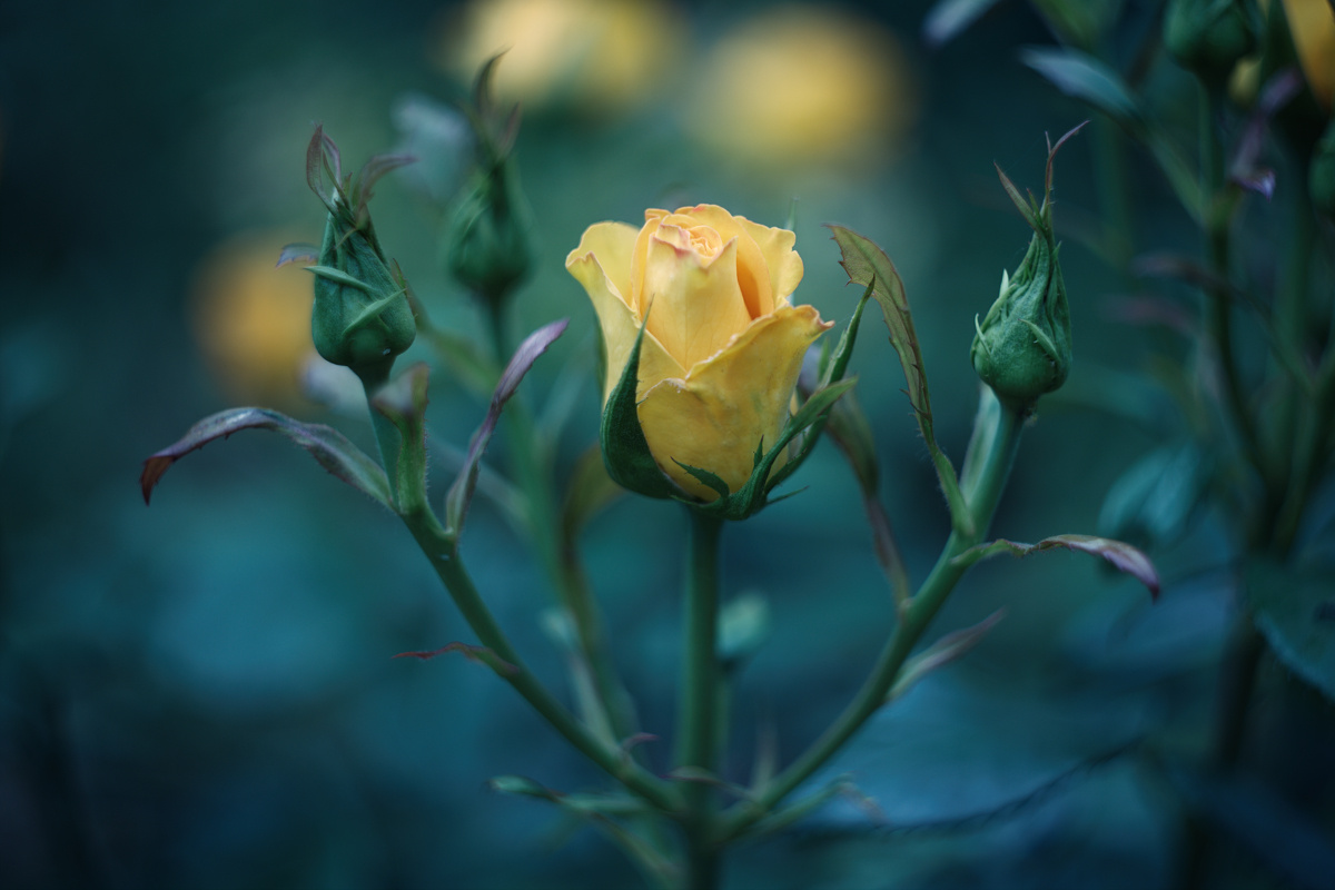 Queen and ladies-in-waiting цветы природа розы