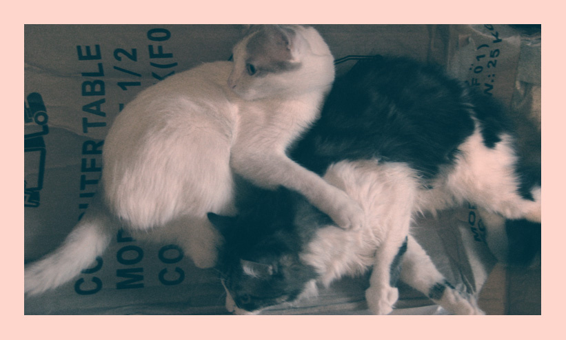 *** коты, картонка