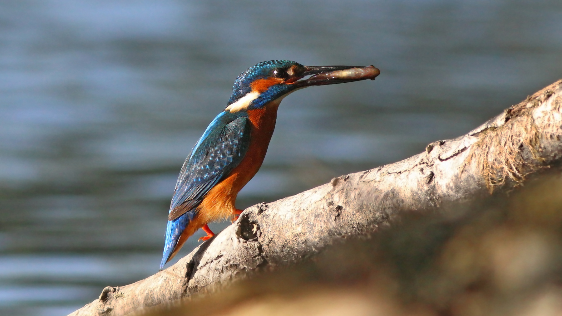 Рыбачок Зимородок Обыкновенный зимородок Alcedo atthis Common kingfisher Kingfisher