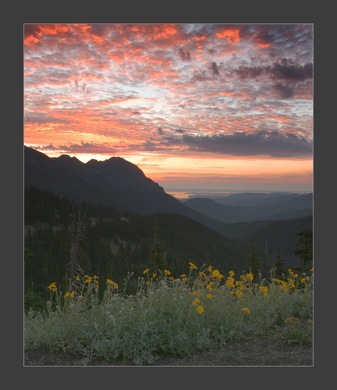 Сидя на  высоком холме (с) Olympic National Park