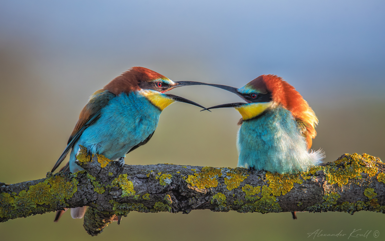 Диалог щурка золотистая пчелоедка merop apiaster