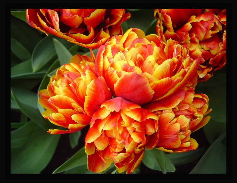 Keukenhof (1) - тюльпан Keukenhof тюльпан
