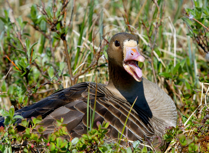 Дразнилка #3 Белолобый гусь, Anser albifrons, Greater White-fronted Goose, Tobseda, Barents Sea, Arctic