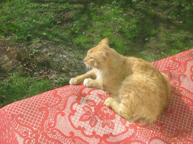 С видом на пампасы Подмосковья кот бродячий
