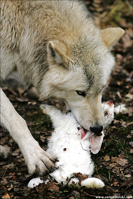 wolf and rabbit wolf rabbit