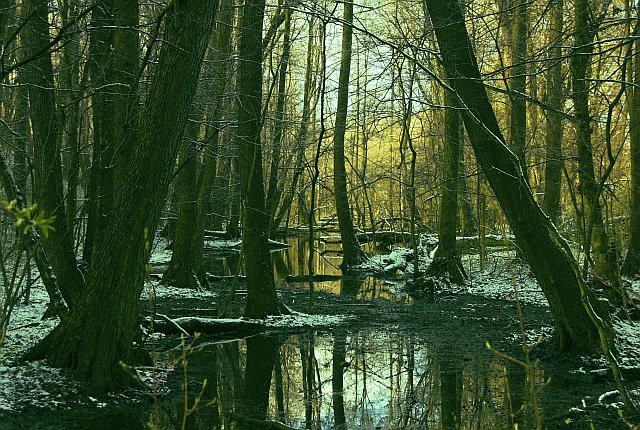 Пробуждение жизни Лес утро снег весна
