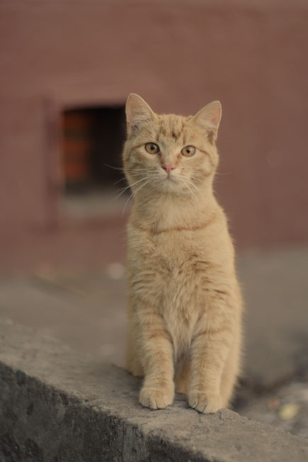 рыжие в рыжих тонах котоффски