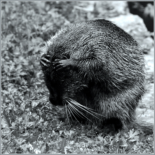 Голова ль моя, головушка... нутрия болотный бобр Myocastor coypus