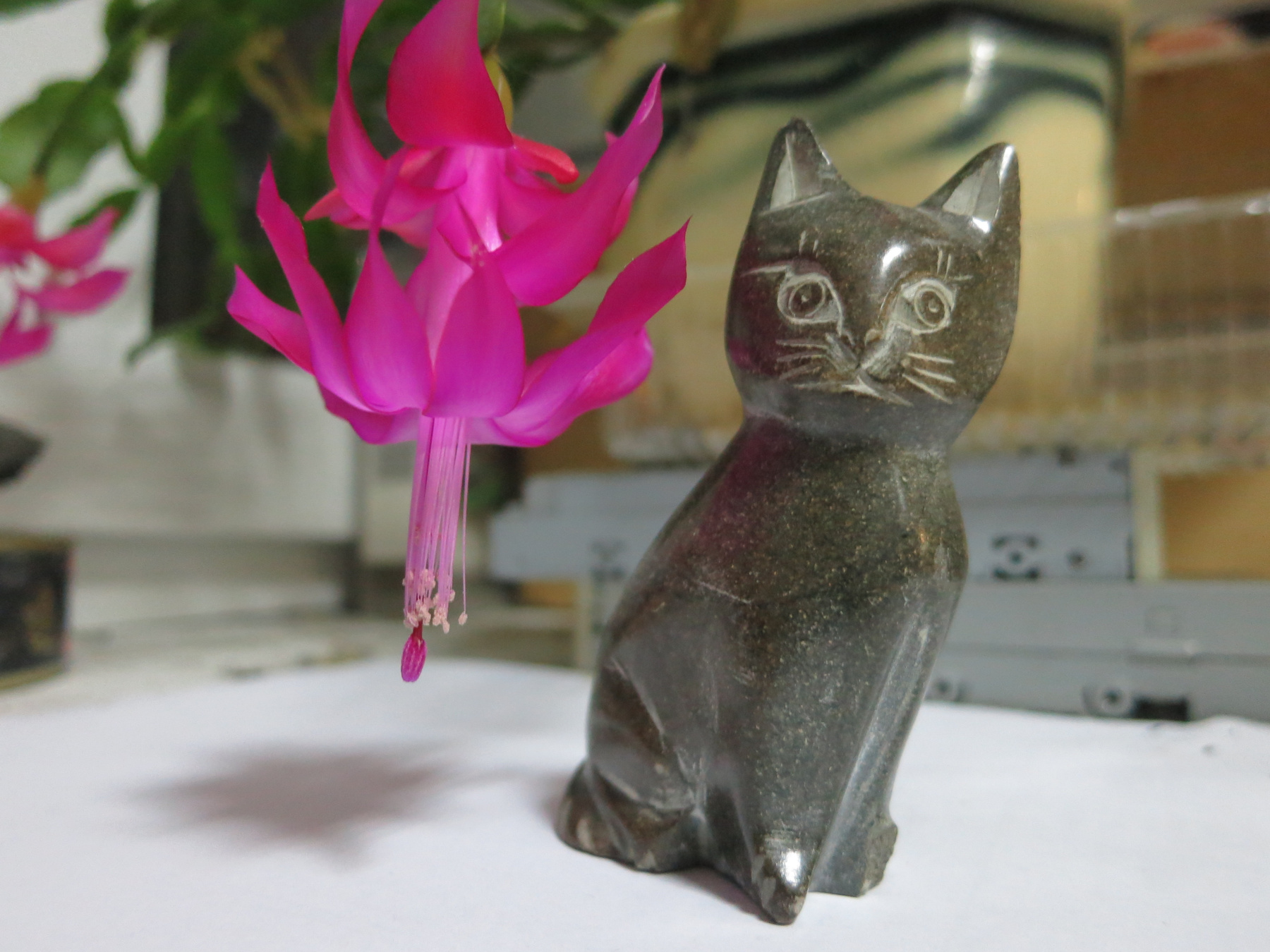 ***кот и цветок 