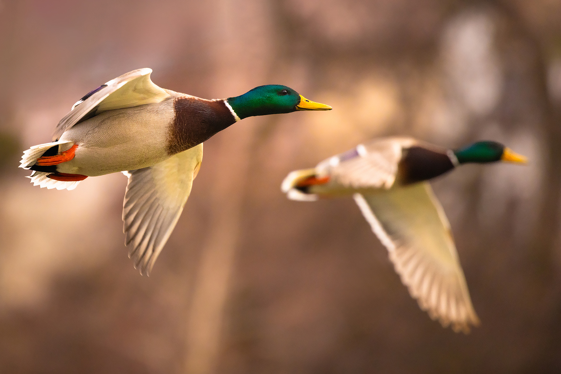 Duck 