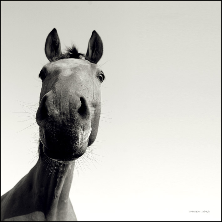 *** лошадь, лошади, конь, horses, horse, equi
