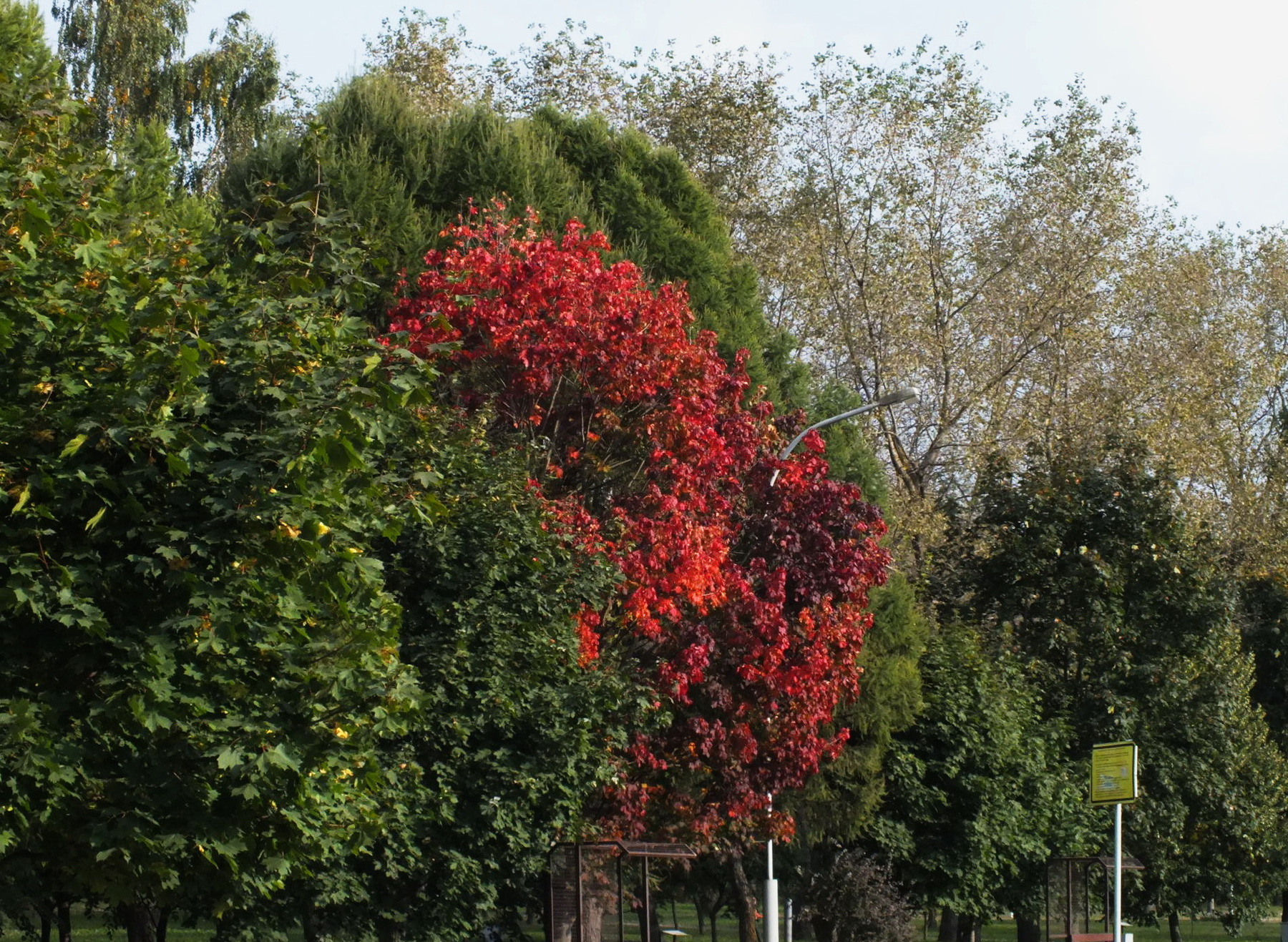 Клен 