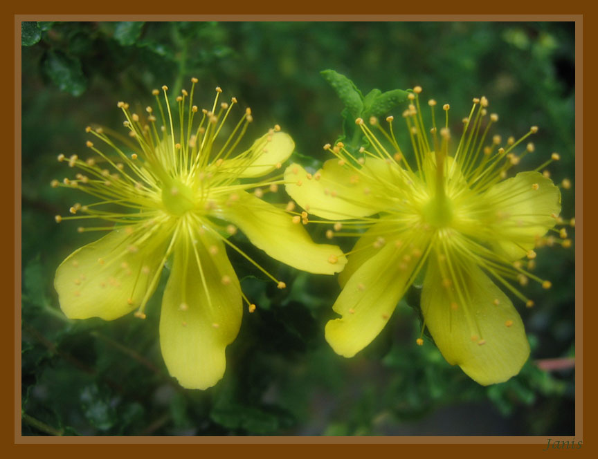 Twins Flowers