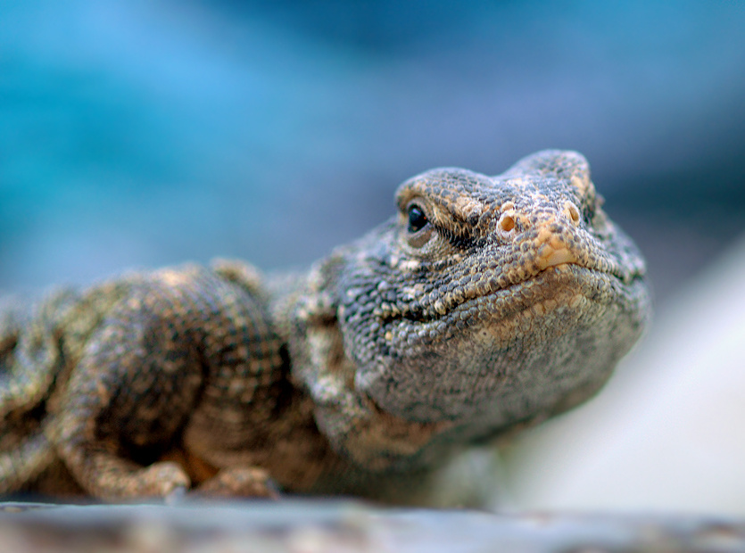 Береника африканский шипохвост Uromastyx acanthinurus