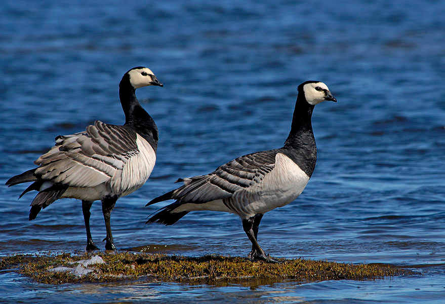 Супруги Белощекая казарка, Branta leucopsis, Barnacle Goose, Tobseda, Barents Sea, Arctic