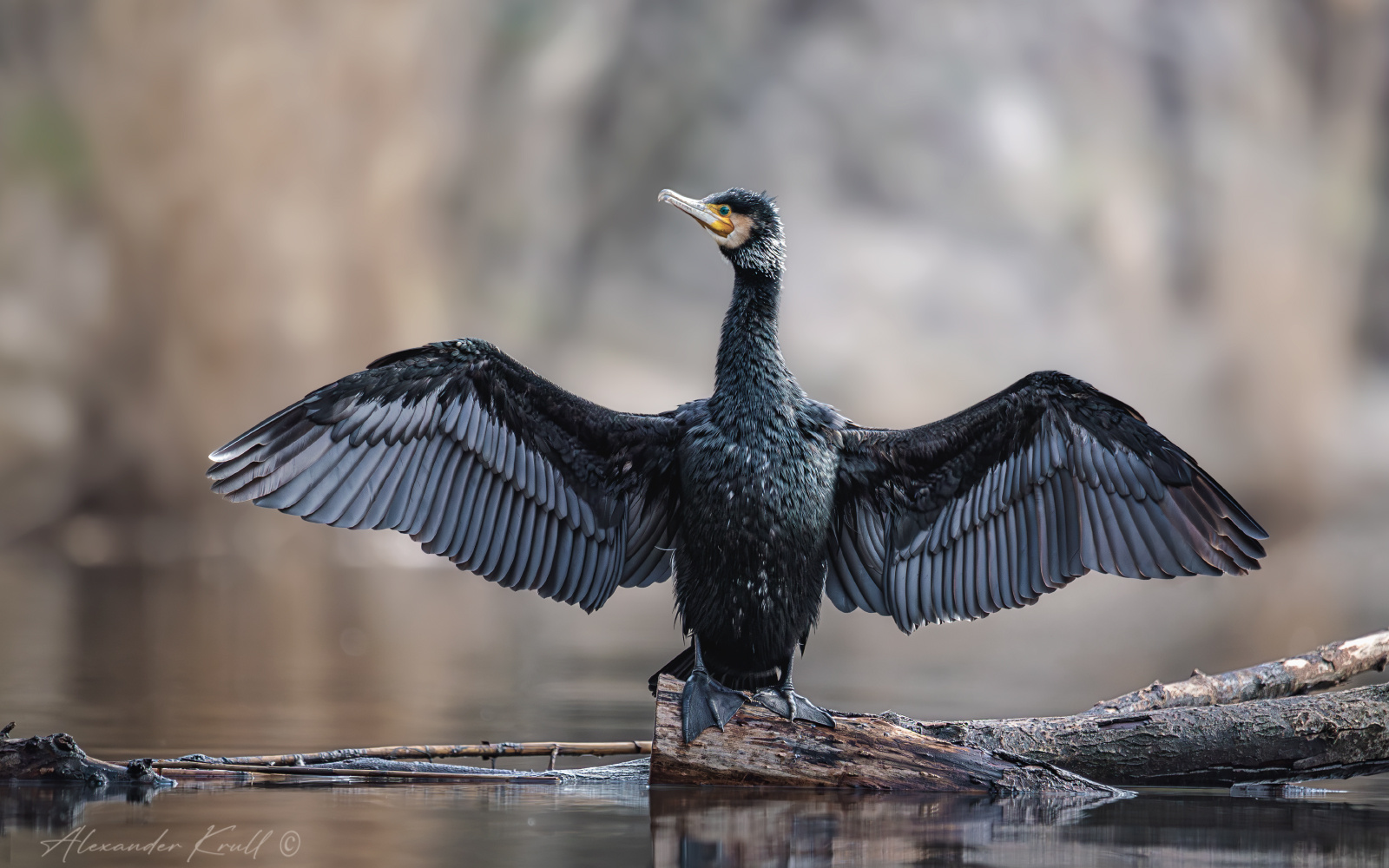 Перерыв на сушку баклан большой phalacrocorax carbo крылья сушка