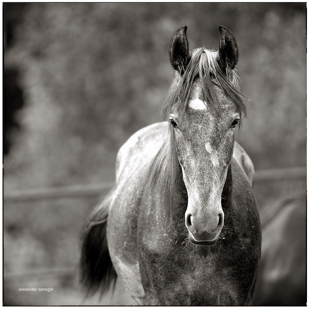 *** лошадь, лошади, конь, horses, horse, equi