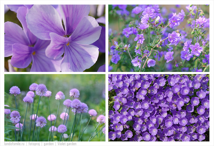 Violet Garden сиреневый, цвет, цветы
