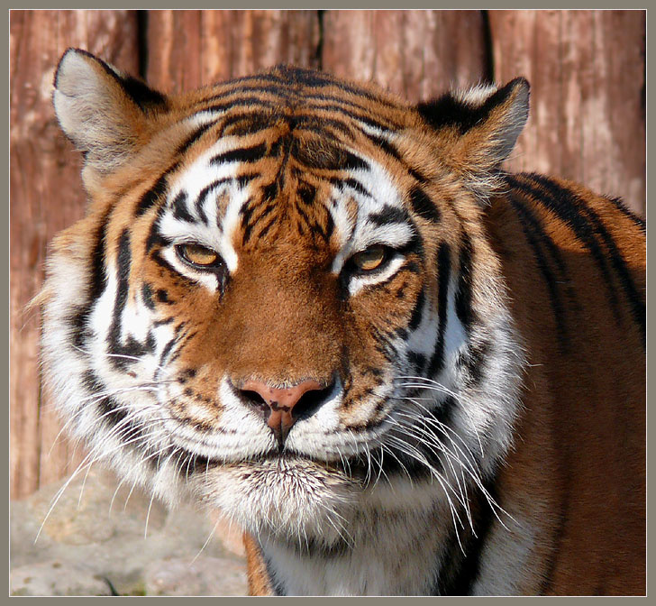 Истинный Дух Гор и Лесов Амурский тигр, Panthera tigris altaica