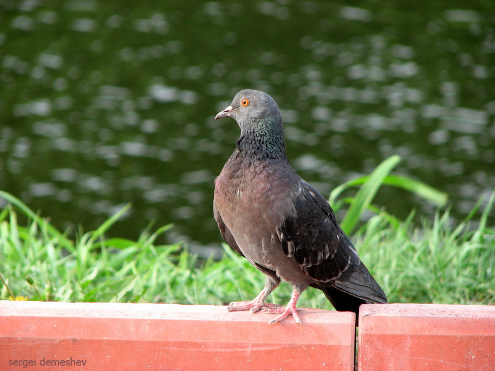 голубь голубь pigeon