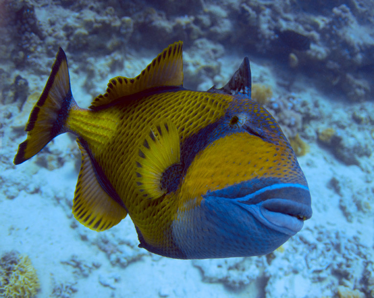 Хозяин кораллового рифа Titan triggerfish