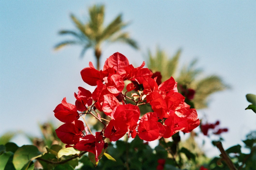 Marrakech Цветы