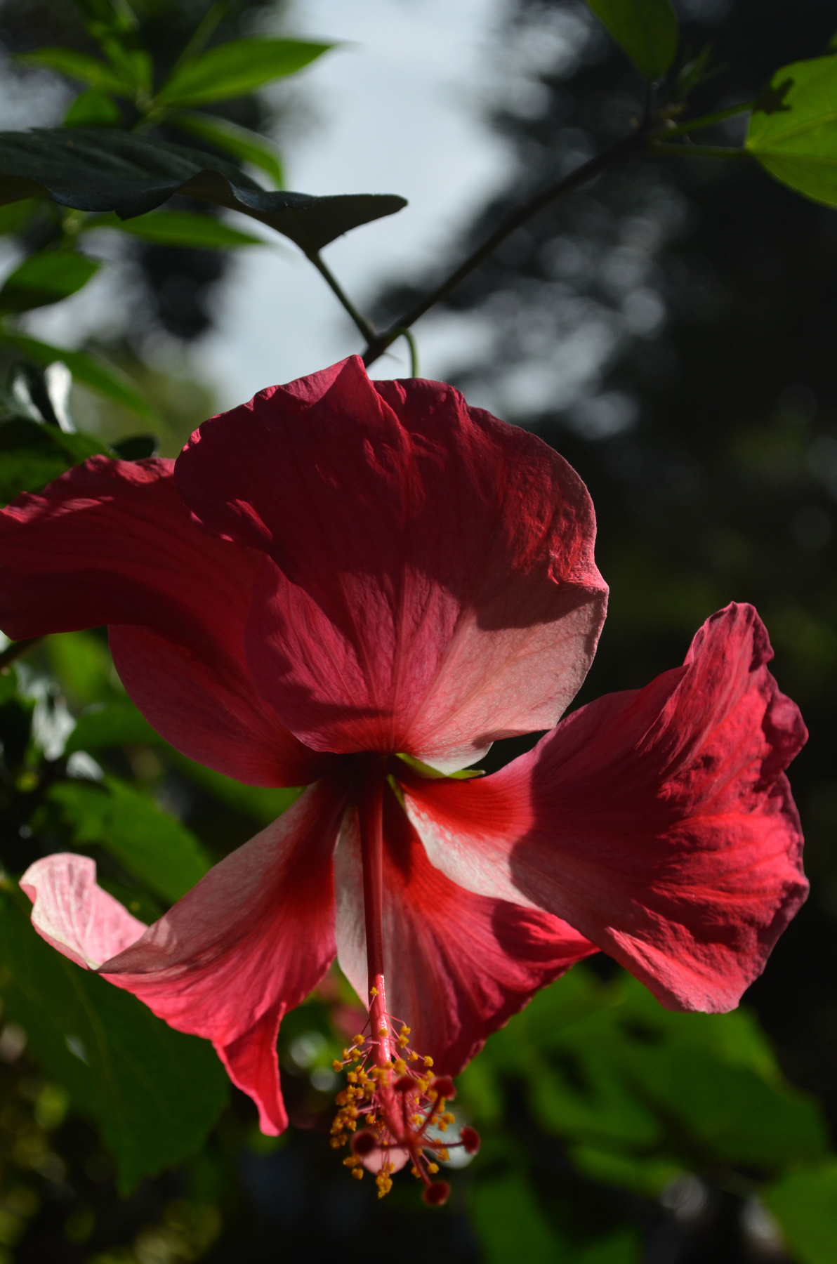 Red Hibiscus, Australia 