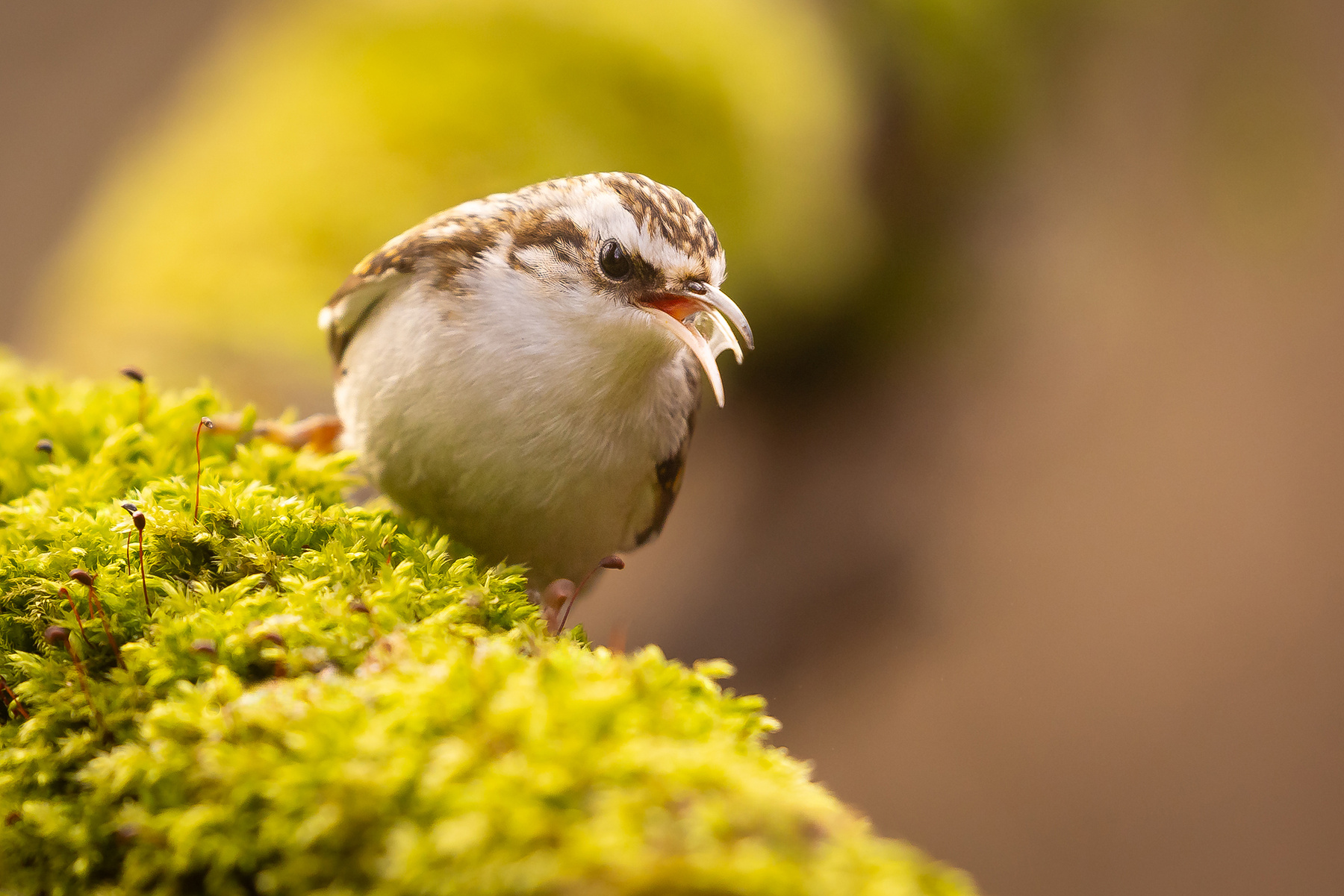 Certhia familiaris 