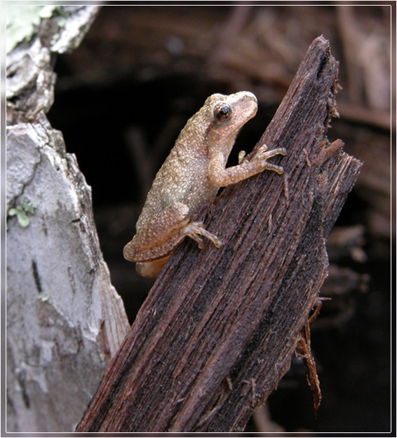 spring peeper 