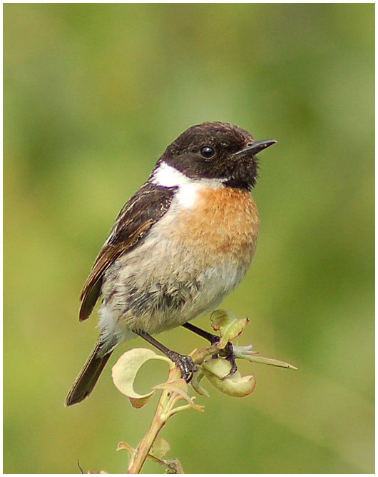 Черноголовый Чекан ( Stonechat ) ЧЕКАН