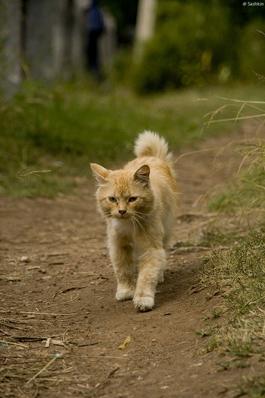 Хозяин леса кот лес хозяин